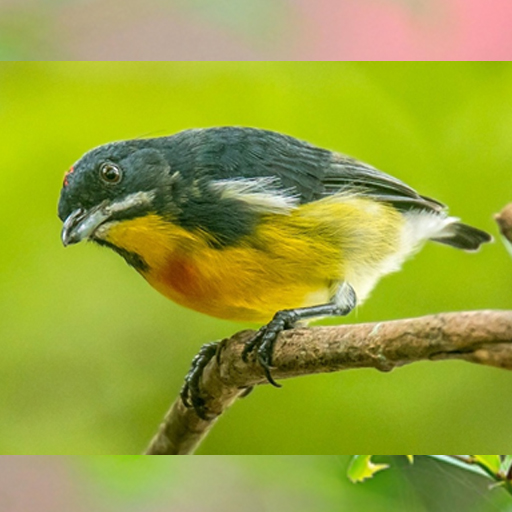 Palawan Flowerpecker