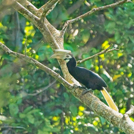 Palawan Hornbill
