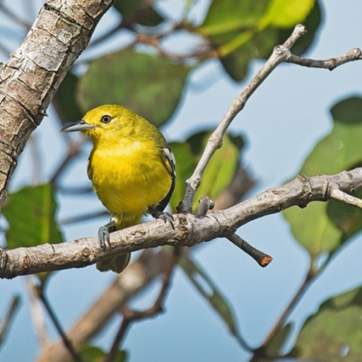 Lovely Sunbird
