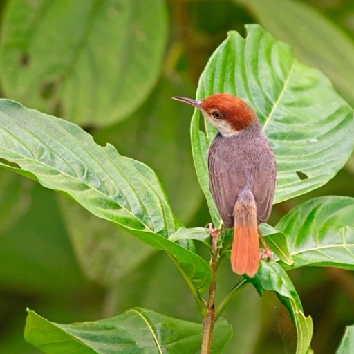 Lovely Sunbird