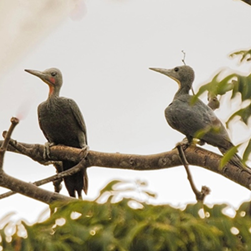 Great Slaty Woodpecker